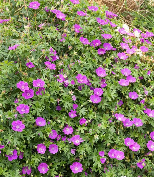 Geranium sanguineum 'Max Frei'